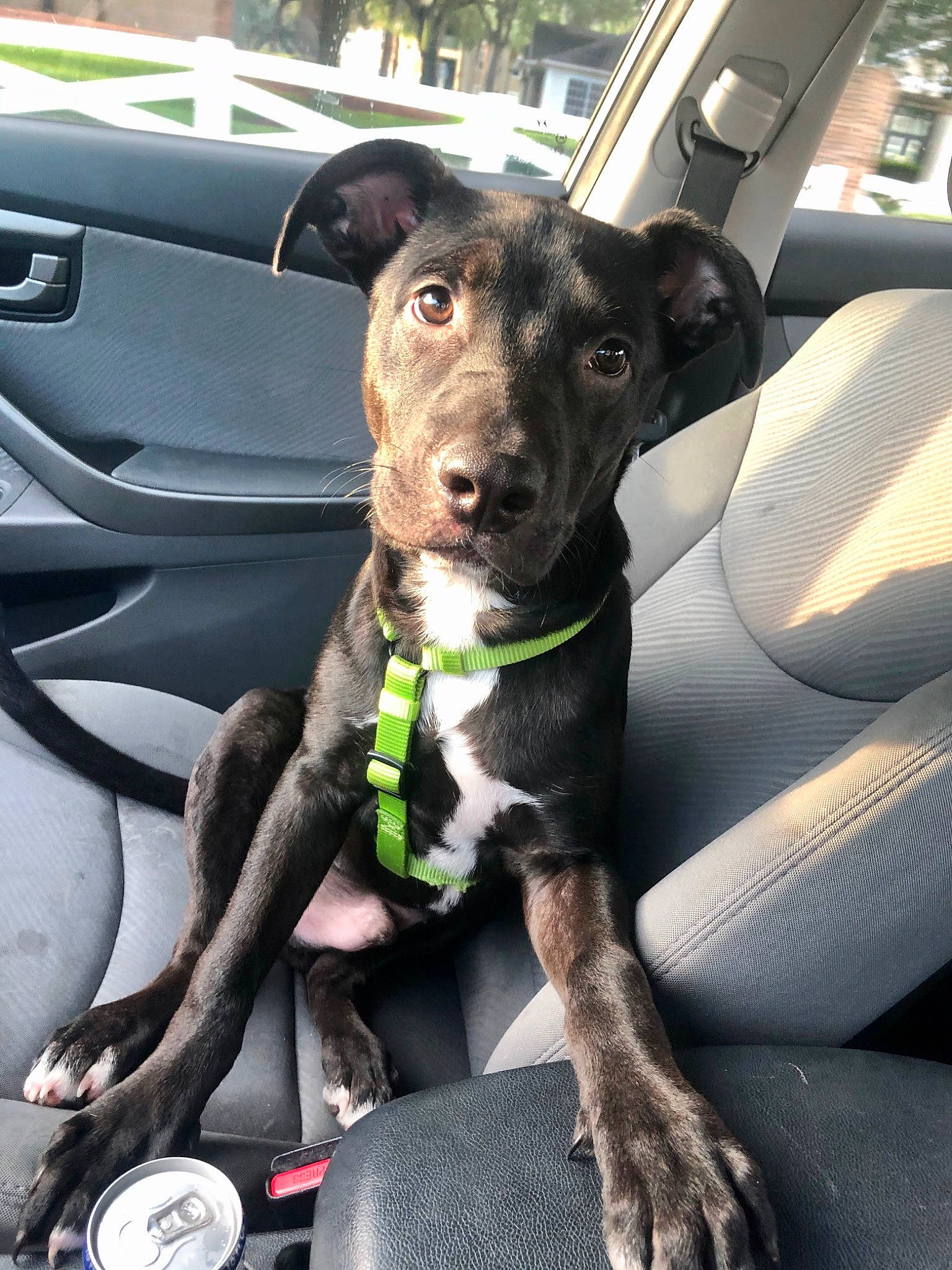 Cooper is registered to the contest to win money with this photo: auto_part, automotive_exterior, car, car_seat, car_seat_cover, carnivore, collar, companion_dog, dog, dog_breed, dog_collar, family_car, motor_vehicle, seat_belt, sporting_group, steering_part, steering_wheel, vehicle, vehicle_door, working_animal