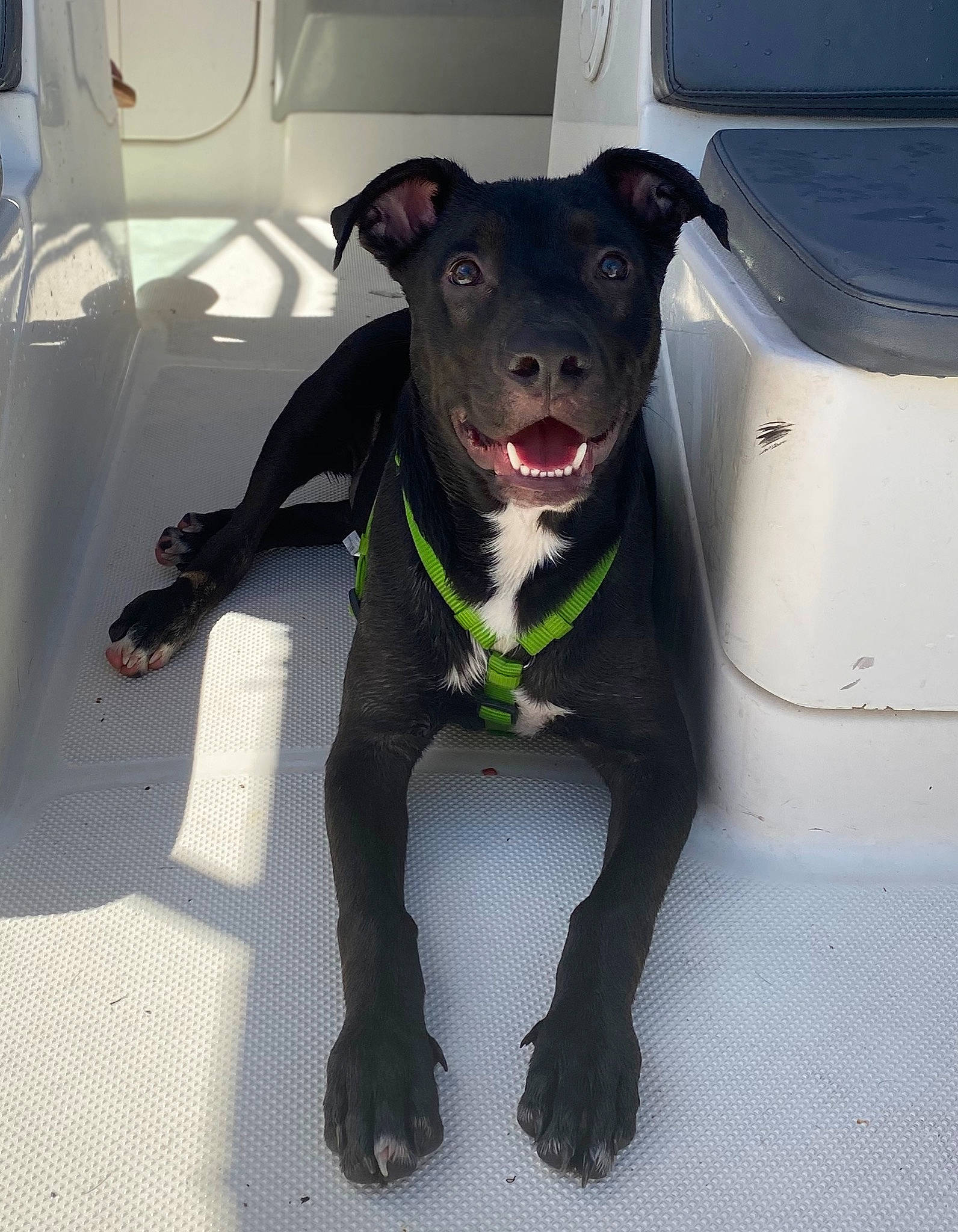 Cooper joined the competition — help win amazing prizes! automotive_exterior, borador, canidae, carnivore, collar, companion_dog, dog, dog_breed, dog_collar, dog_supply, fawn, guard_dog, jaw, pet_supply, snout, sporting_group, vehicle_door, whiskers, windshield, working_animal