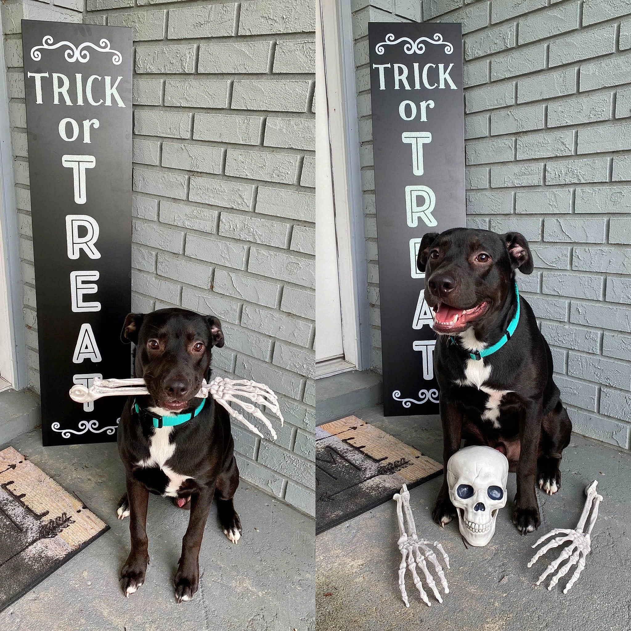 Cooper joined the competition — help win amazing prizes! art, canidae, carnivore, collar, companion_dog, dog, dog_breed, dog_collar, dog_supply, door, fashion_accessory, fawn, font, grey, hat, leash, pet_supply, snout, sporting_group, working_animal