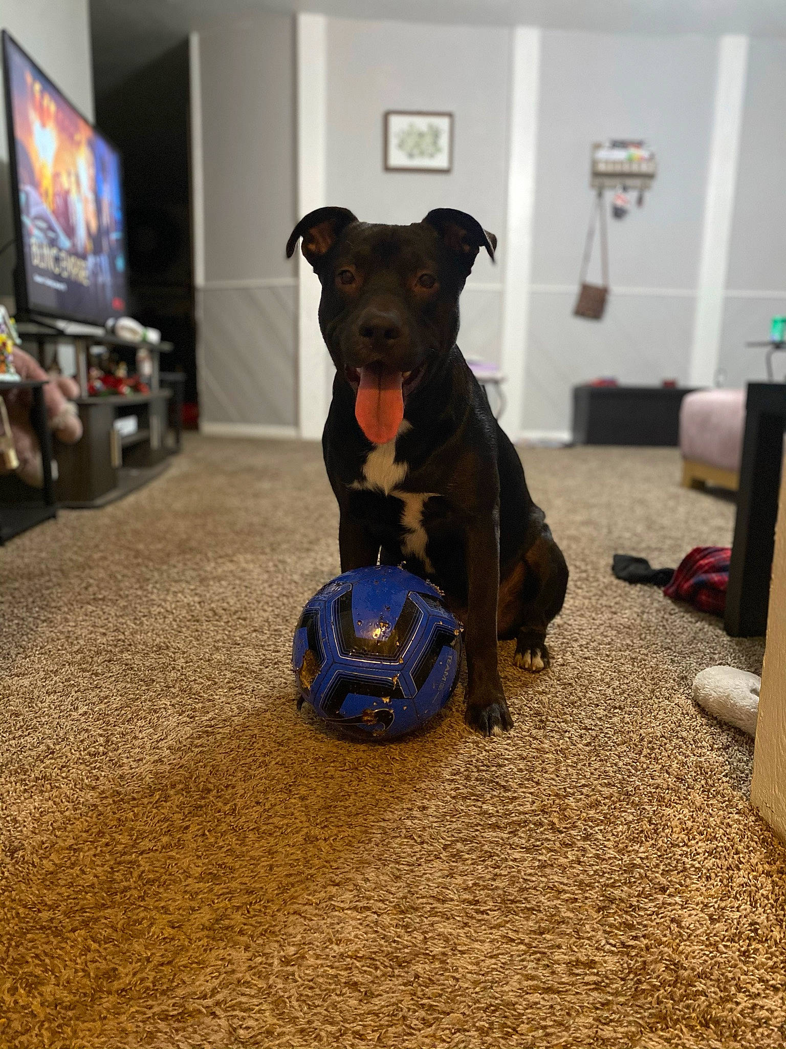 Cooper joined the competition — help win amazing prizes! carnivore, collar, companion_dog, dog, dog_breed, dog_clothes, dog_supply, door, electric_blue, fawn, floor, flooring, gadget, pet_supply, snout, sporting_group, television, toy_dog, wood, working_animal