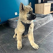 Asko a rejoint le concours — aidez-le/la à gagner de superbes lots ! puppy, dog, indoor, floor, tile, harness, furniture, dog_bed, blue_wall, pet, animal, young_dog, cute, canine, domestic_animal, portrait, sitting, fur, ears, snout