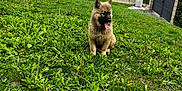 Asko participe au concours pour gagner de l'argent avec cette photo : puppy, dog, grass, yard, outdoor, pet, canine, greenery, house, suburban, cloudy_sky, nature, cute, tongue_out, animal, playing, happy, young_dog, furry, summer