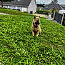 puppy, dog, grass, yard, outdoor, pet, canine, greenery, house, suburban, cloudy_sky, nature, cute, tongue_out, animal, playing, happy, young_dog, furry, summer