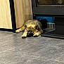 Asko a rejoint le concours — aidez-le/la à gagner de superbes lots ! puppy, dog, sleeping, floor, tile_floor, indoor, cabinet, wood, fireplace, resting, pet, animal, cute, cozy, fur, paw, nose, ears, relaxing, home