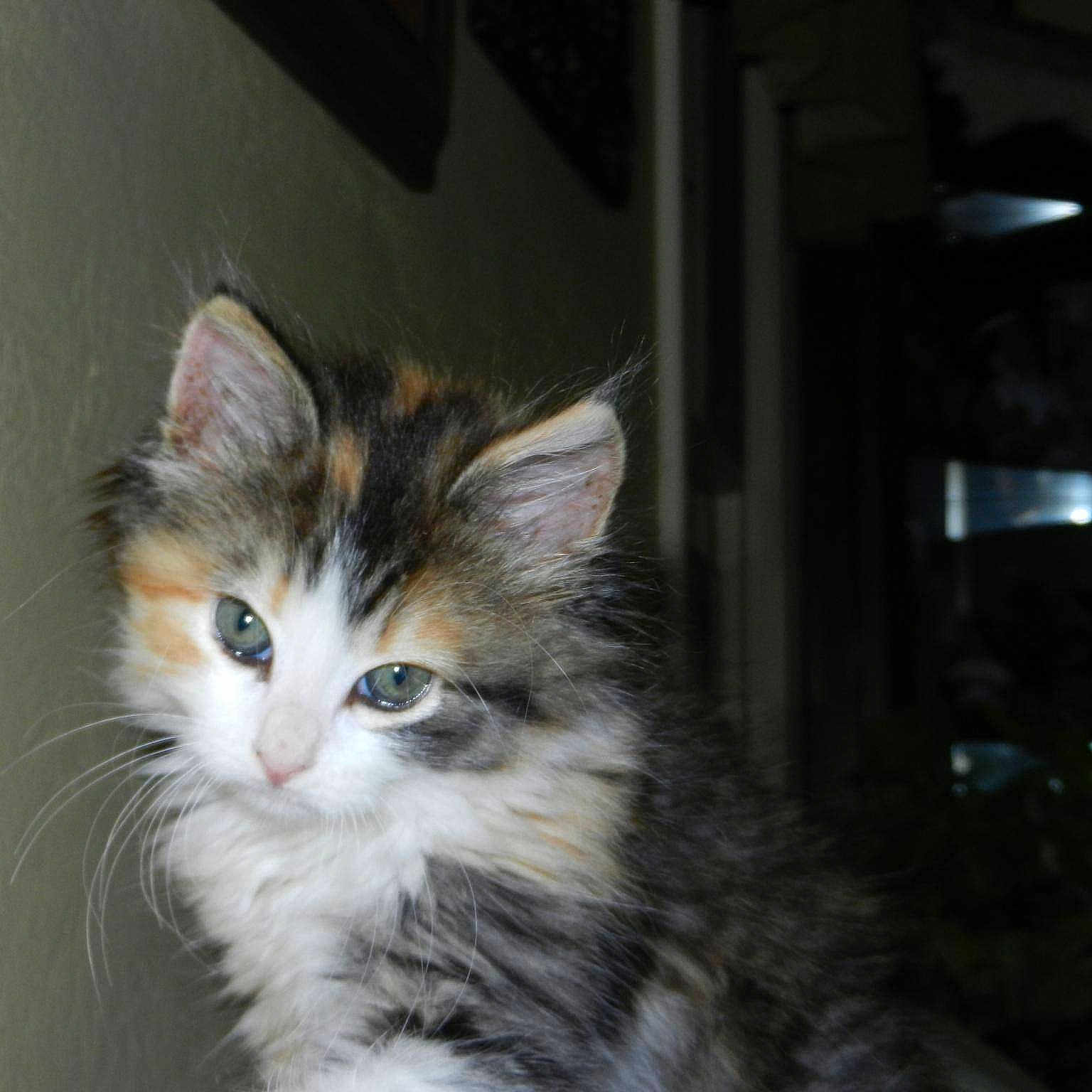 Bella