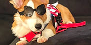 Lydia joined the competition — help win amazing prizes! accessory, animal, brown_and_white, companion, corgi, couch, cute, dog, domestic_animal, ears, fur, goggles, harness, indoor, lying_down, nose, paw, pet, relaxed, resting