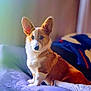 animal, blanket, blurred_background, canine, companion, corgi, cozy, cute, cute_pet, dog, domestic, ears, fur, indoor, light, pet, portrait, purple, sitting, soft