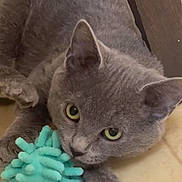 Purrl joined the competition — help win amazing prizes! animal, cat, close_up, curious, cute, domestic_cat, ears, feline, floor, fur, gray_cat, indoor, paw, pet, playful, resting, soft_texture, toy, whiskers, yellow_eyes