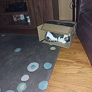 Lady joined the competition — help win amazing prizes! cardboard_box, cat, couch, cozy, curled_up, domestic_animal, entertainment_center, fan, flooring, furniture, home, indoor, living_room, pattern, pet, relaxing, rug, sleeping, tabby_cat, wooden_floor