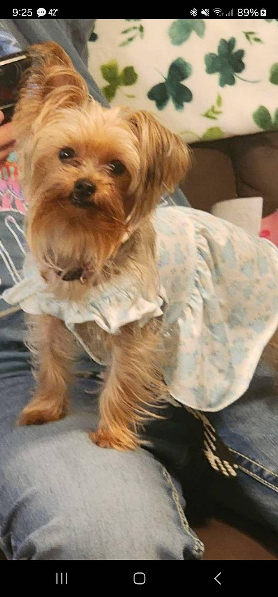 affenpinscher, animal, blouse, canine, clothing, coat, couch, cushion, dog, face, furniture, head, homedecor, jacket, jeans, pants, pet, poodle, puppy, terrier