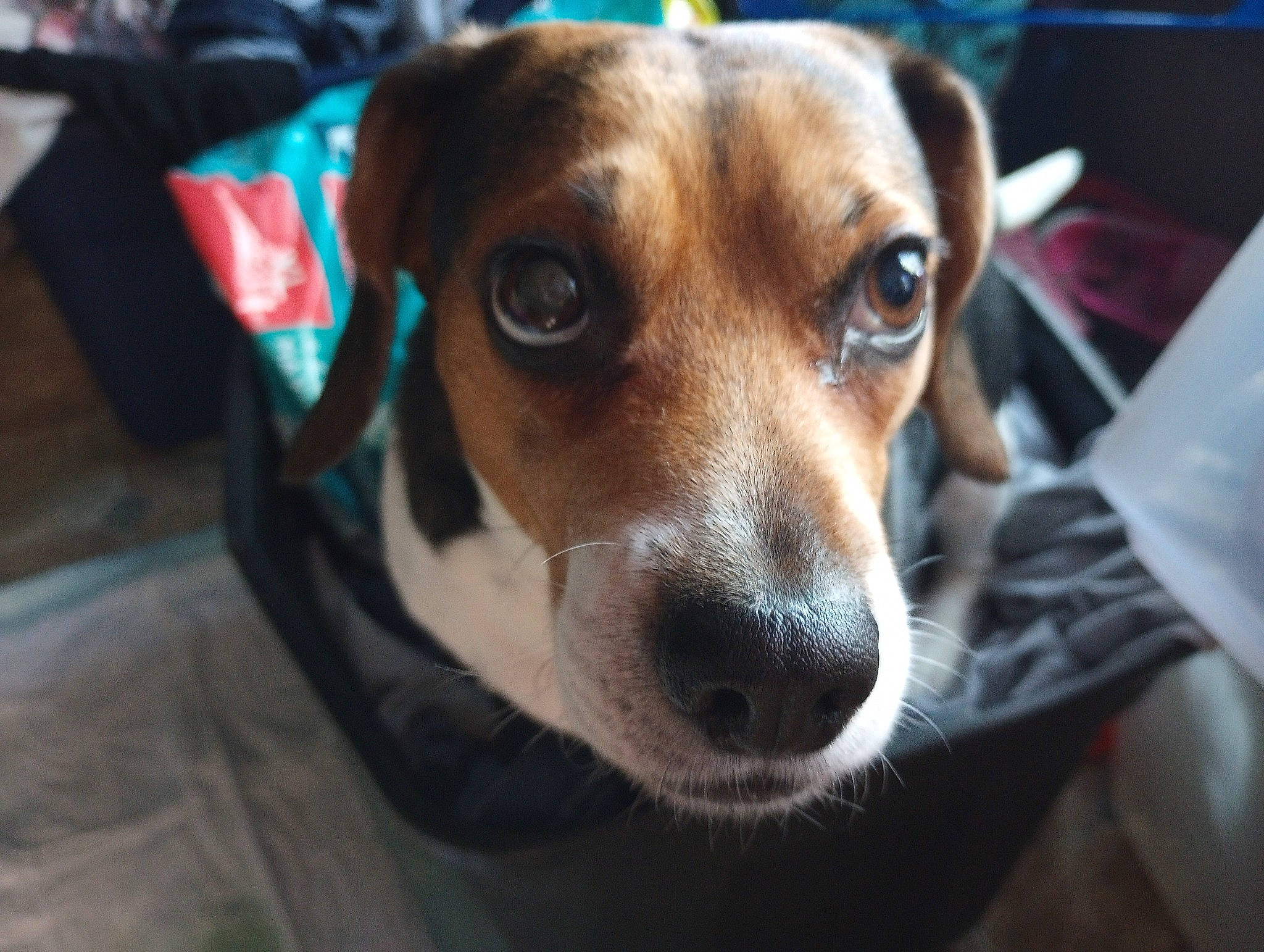Daisy joined the competition — help win amazing prizes! canidae, carnivore, collar, companion_dog, dog, dog_breed, ear, fawn, fur, irishjacks, puppy, snout, sporting_group, street_dog, terrier, toy_dog, whiskers, working_animal