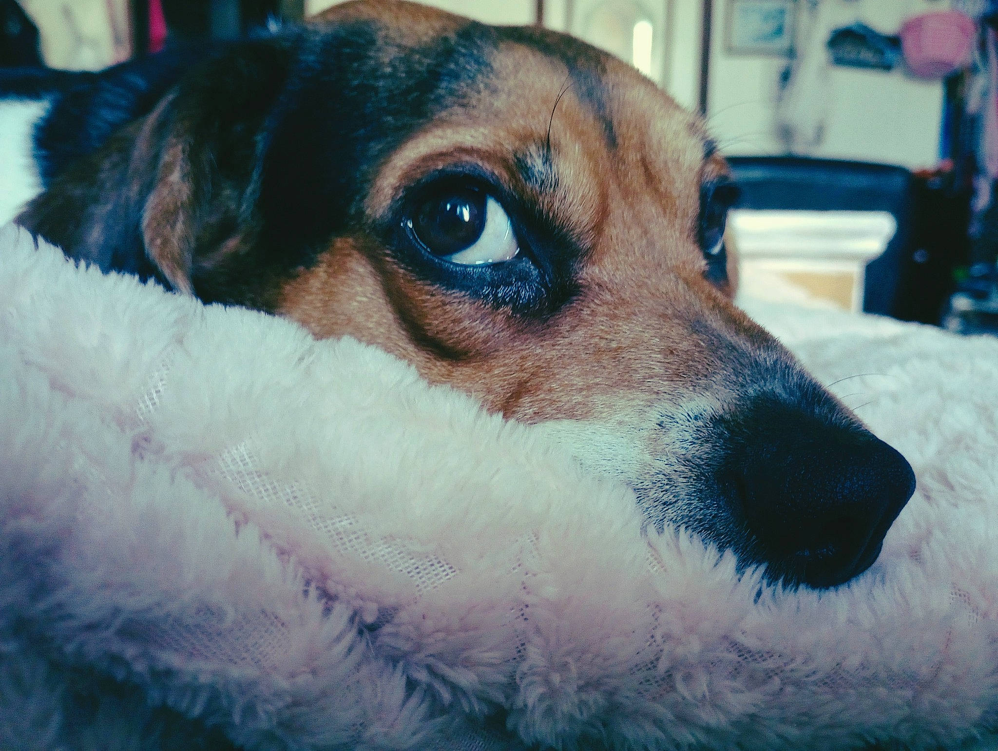 Daisy is registered to the contest to win money with this photo: canidae, carnivore, close_up, companion_dog, dog, dog_breed, ear, eye, eyewear, fawn, fur, irishjacks, snout, sporting_group, sunglasses, terrestrial_animal, terrier, toy_dog, vision_care, whiskers