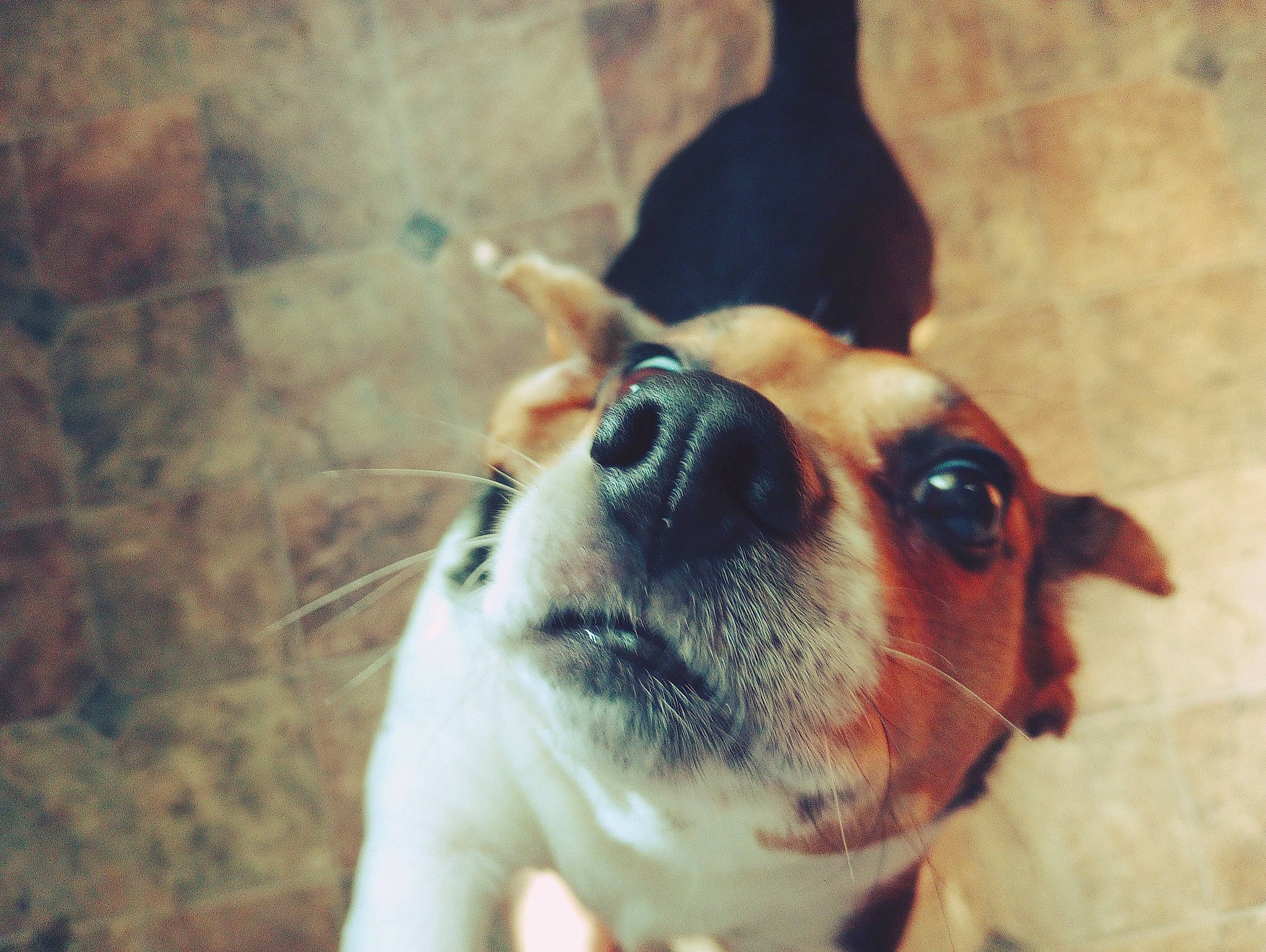 Daisy joined the competition — help win amazing prizes! canidae, carnivore, companion_dog, dog, dog_breed, ear, eyewear, fawn, fur, guard_dog, happy, love, puppy_love, sky, smile, snout, sporting_group, terrier, toy_dog, whiskers