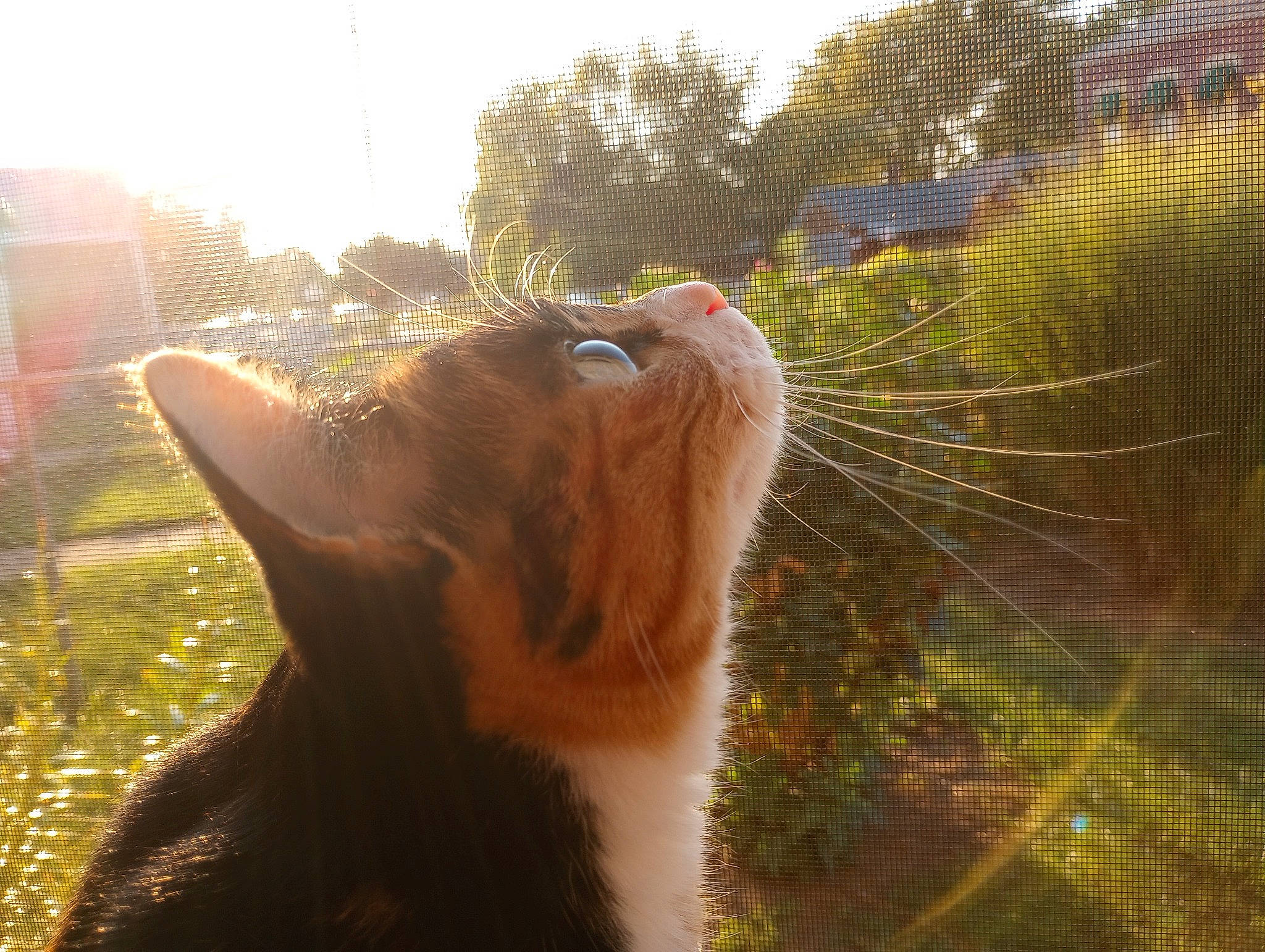 Cricket is registered to the contest to win money with this photo: carnivore, cat, dog_breed, domestic_short_haired_cat, fawn, felidae, fur, grass, lens_flare, people_in_nature, plant, sky, small_to_medium_sized_cats, snout, sunglasses, tail, tree, whiskers, window, wood