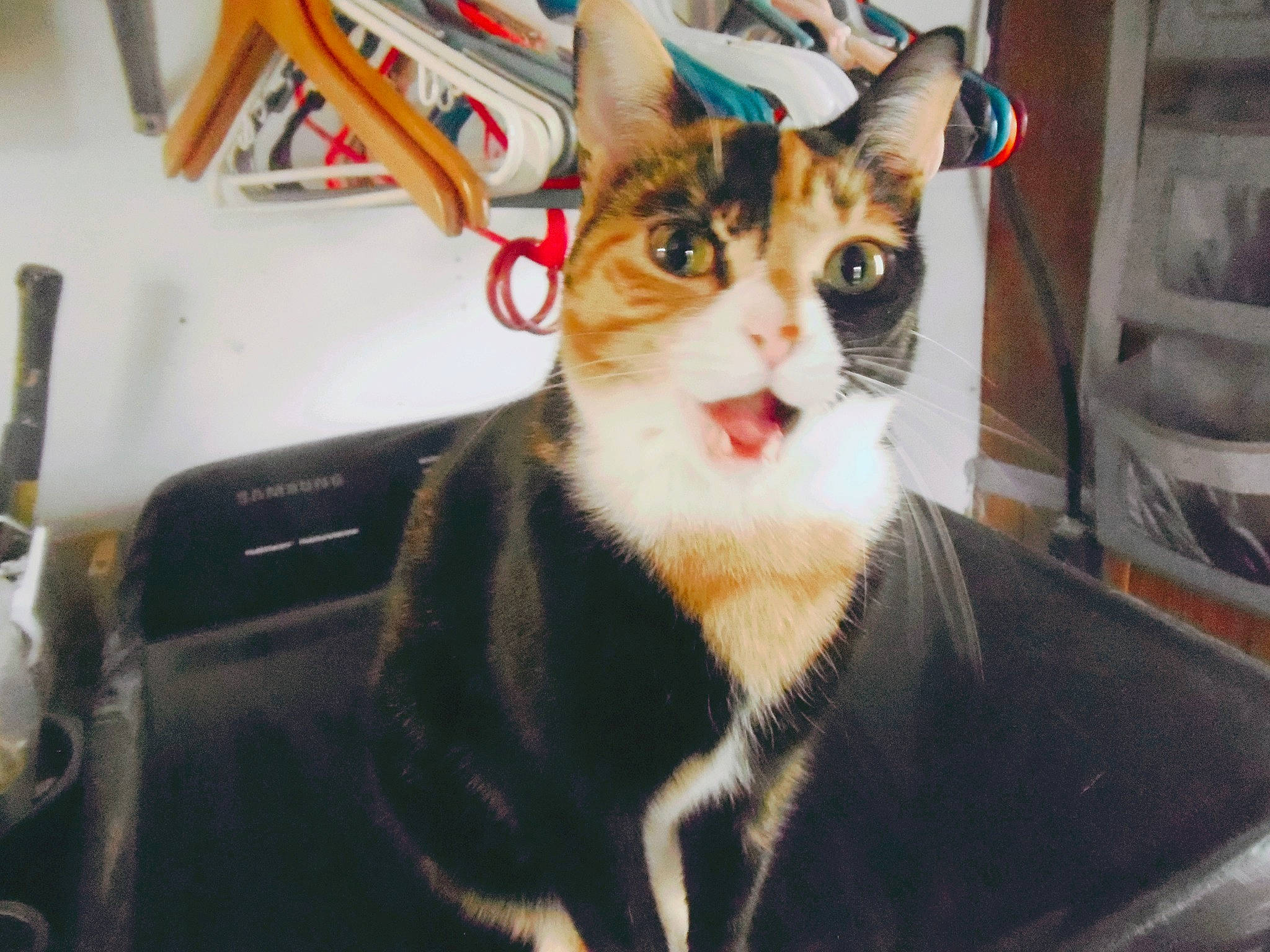 Cricket joined the competition — help win amazing prizes! box, carnivore, cat, computer_keyboard, domestic_short_haired_cat, felidae, fur, office_supplies, paw, sitting, small_to_medium_sized_cats, snout, whiskers