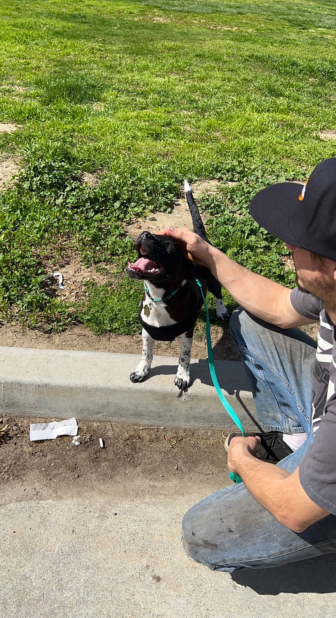 Cowboy is registered to the contest to win money with this photo: baseball_cap, camera, cap, carnivore, companion_dog, dog, dog_breed, fawn, grass, hat, leash, mammal, pet_supply, plant, recreation, shorts, sun_hat, t_shirt, vertebrate, working_animal