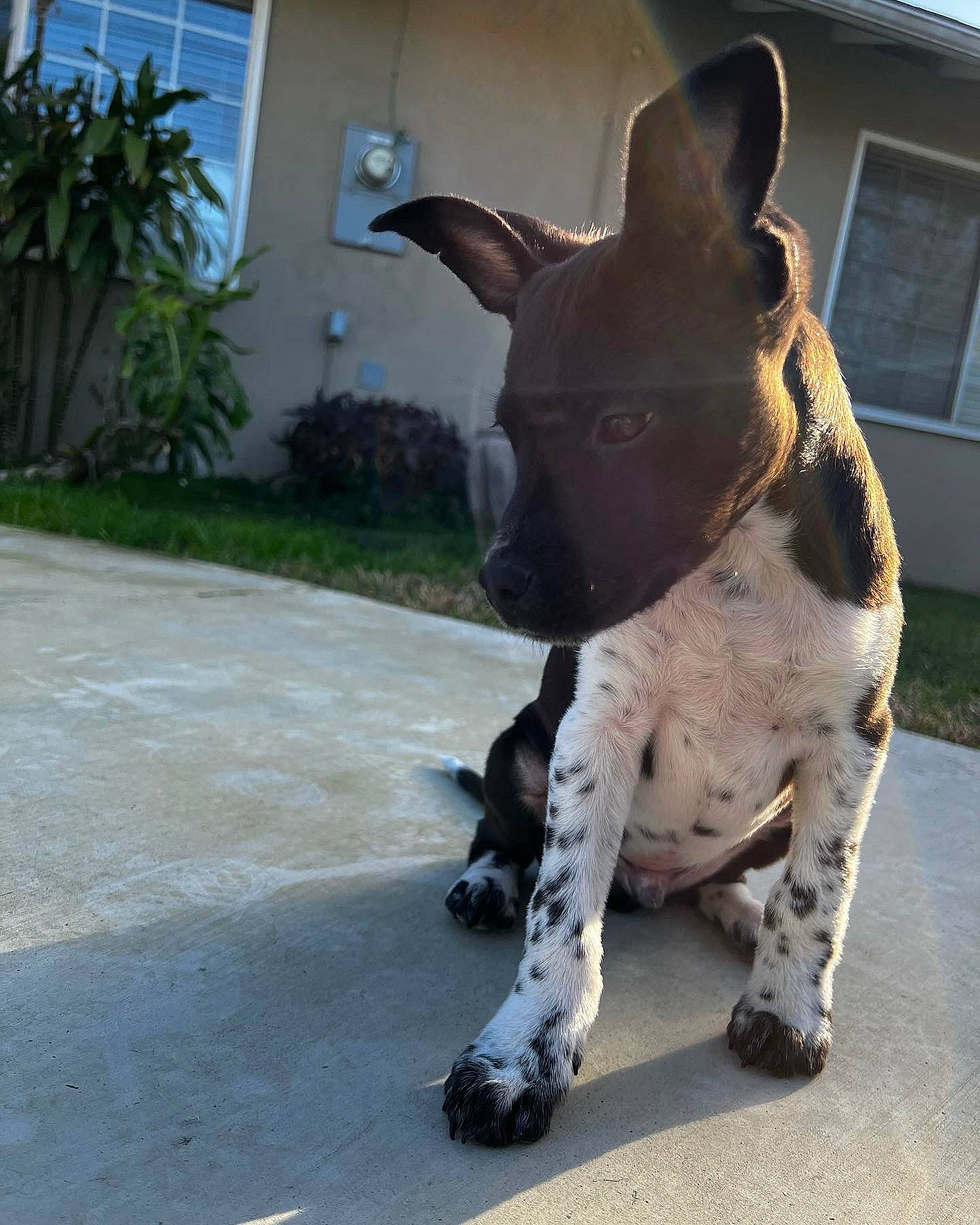 Cowboy joined the competition — help win amazing prizes! asphalt, carnivore, collar, companion_dog, dog, dog_breed, dog_collar, door, fawn, fur, grass, plant, road_surface, snout, sporting_group, tail, terrestrial_animal, whiskers, window, working_animal