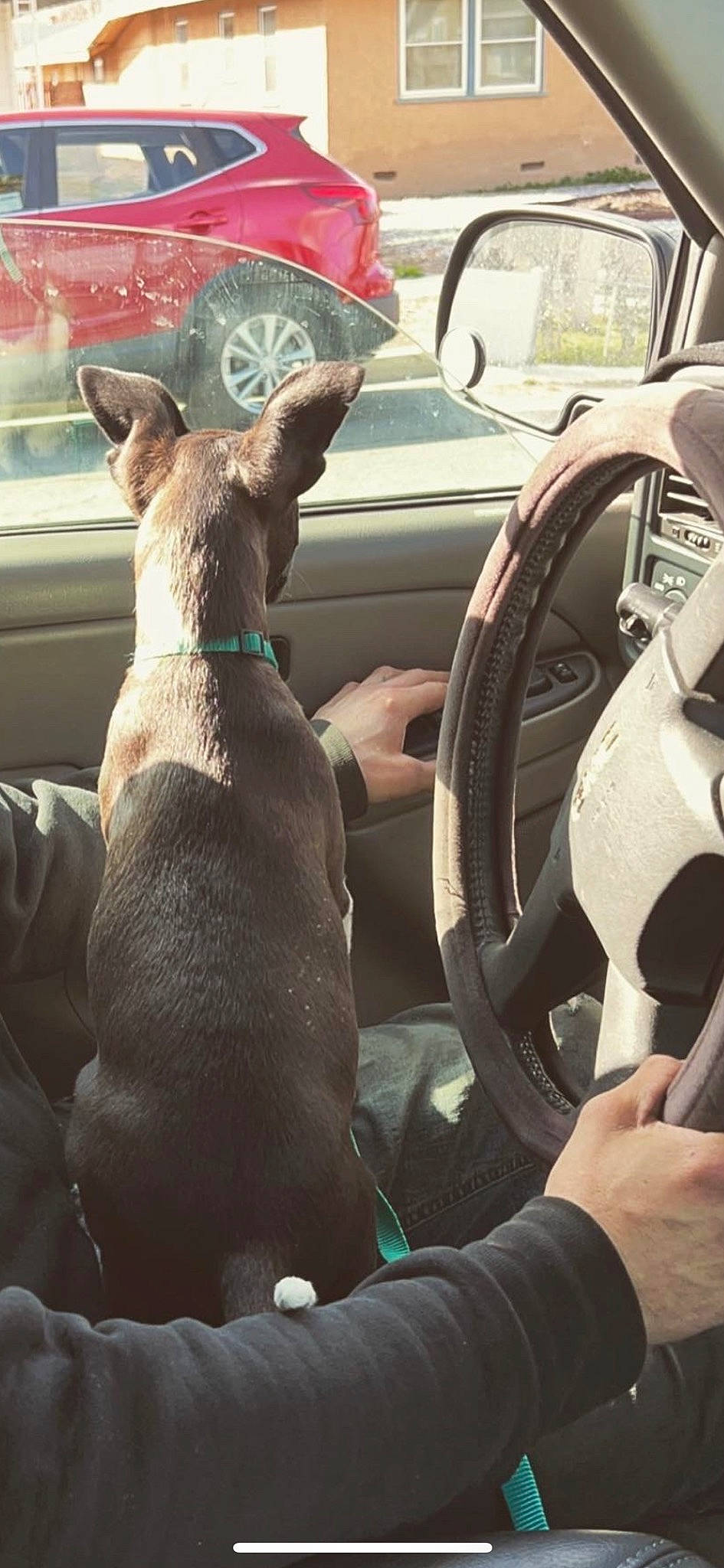 Cowboy joined the competition — help win amazing prizes! automotive_exterior, car, car_seat, car_seat_cover, carnivore, center_console, companion_dog, dog, dog_breed, fawn, motor_vehicle, personal_luxury_car, plant, snout, steering_wheel, vehicle, vehicle_door, wheel, window, working_animal