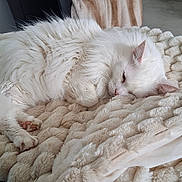 Coton Alias Miu-Miu is registered to the contest to win money with this photo: cat, sleeping, white_cat, blanket, chair, pillow, star_shaped_pillow, striped_blanket, cozy, indoor, furniture, pet, resting, soft_texture, relaxation, home_interior, living_room, domestic_animal, fur, cute