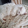 cat, sleeping, white_cat, blanket, chair, pillow, star_shaped_pillow, striped_blanket, cozy, indoor, furniture, pet, resting, soft_texture, relaxation, home_interior, living_room, domestic_animal, fur, cute