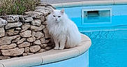 Coton Alias Miu-Miu a rejoint le concours — aidez-le/la à gagner de superbes lots ! cat, white_cat, pool, swimming_pool, stone_wall, greenery, plants, outdoor, pet, animal, fluffy, sitting, backyard, garden, water, relaxing, nature, calm, daytime, feline