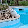 cat, white_cat, pool, swimming_pool, stone_wall, greenery, plants, outdoor, pet, animal, fluffy, sitting, backyard, garden, water, relaxing, nature, calm, daytime, feline