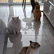 Coton Alias Miu-Miu a rejoint le concours — aidez-le/la à gagner de superbes lots ! animal, calm, cat, cats, feline, floor, glass_door, gray_cat, indoor, natural_light, orange_cat, pet, potted_plant, reflection, sitting, striped_cat, table, tile_floor, white_cat, window