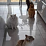 animal, calm, cat, cats, feline, floor, glass_door, gray_cat, indoor, natural_light, orange_cat, pet, potted_plant, reflection, sitting, striped_cat, table, tile_floor, white_cat, window