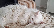 Coton Alias Miu-Miu a rejoint le concours — aidez-le/la à gagner de superbes lots ! blanket, cat, chair, couch, cozy, floor_lamp, fur, furniture, home_interior, indoor, pet, pillow, quiet, relaxation, resting, sleeping, soft_texture, star_shaped_pillow, striped_blanket, white_cat