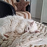 Coton Alias Miu-Miu a rejoint le concours — aidez-le/la à gagner de superbes lots ! cat, white_cat, sleeping, blanket, couch, chair, pillow, star_shaped_pillow, floor_lamp, striped_blanket, indoor, cozy, furniture, relaxation, pet, fur, home_interior, resting, soft_texture, quiet