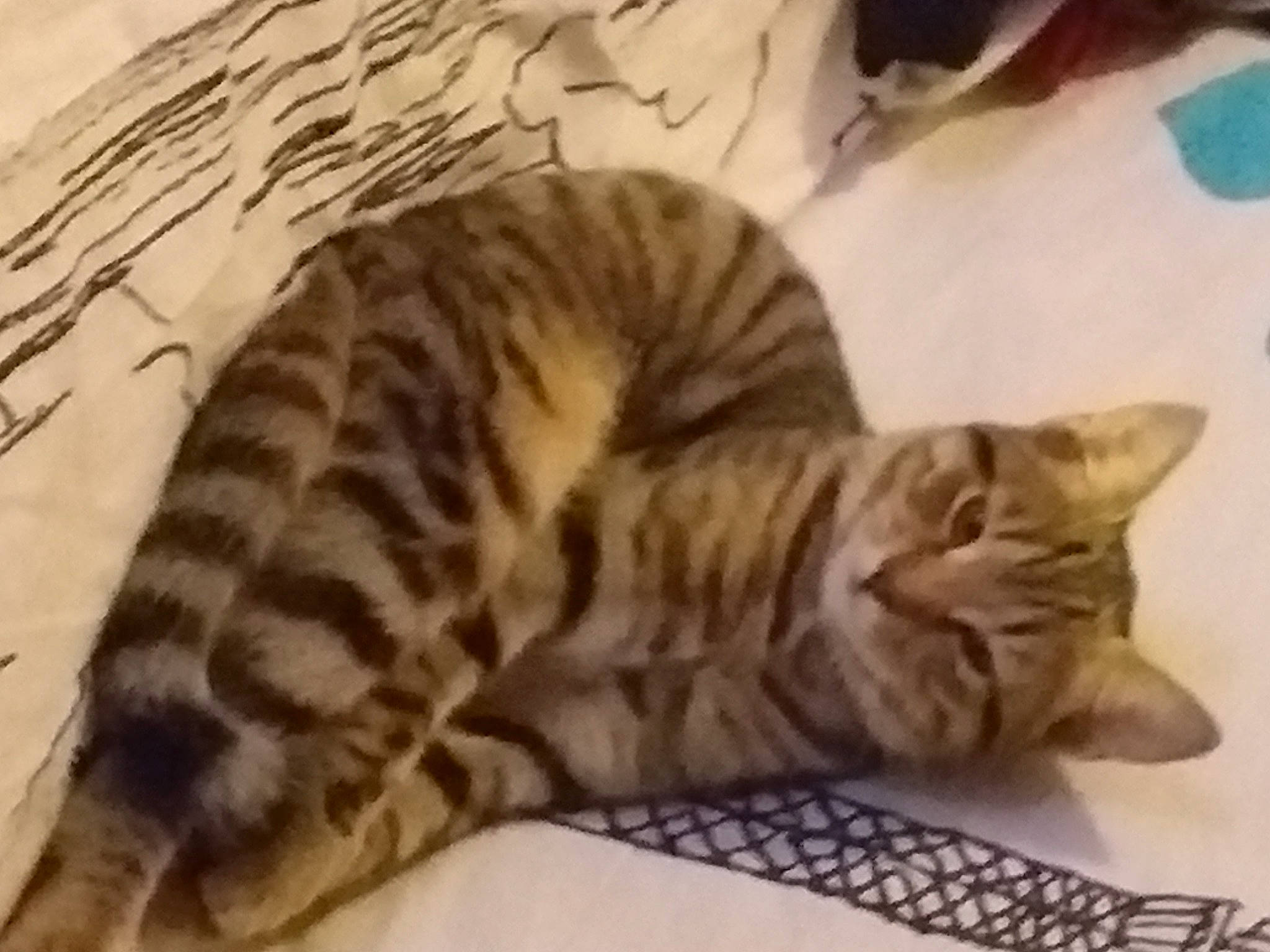 Doudoune participe au concours pour gagner de l'argent avec cette photo : american_shorthair, asian, australian_mist, bengal, carnivore, cat, domestic_short_haired_cat, dragon_li, european_shorthair, felidae, kitten, mammal, ocicat, savannah, small_to_medium_sized_cats, tabby_cat, toyger, vertebrate, whiskers