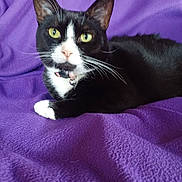 Baby joined the competition — help win amazing prizes! cat, black_and_white_cat, yellow_eyes, whiskers, pink_nose, purple_blanket, pet, animal, feline, indoor, relaxed, lying_down, fur, collar, domestic_cat, cute, closeup, soft_texture, resting, curious
