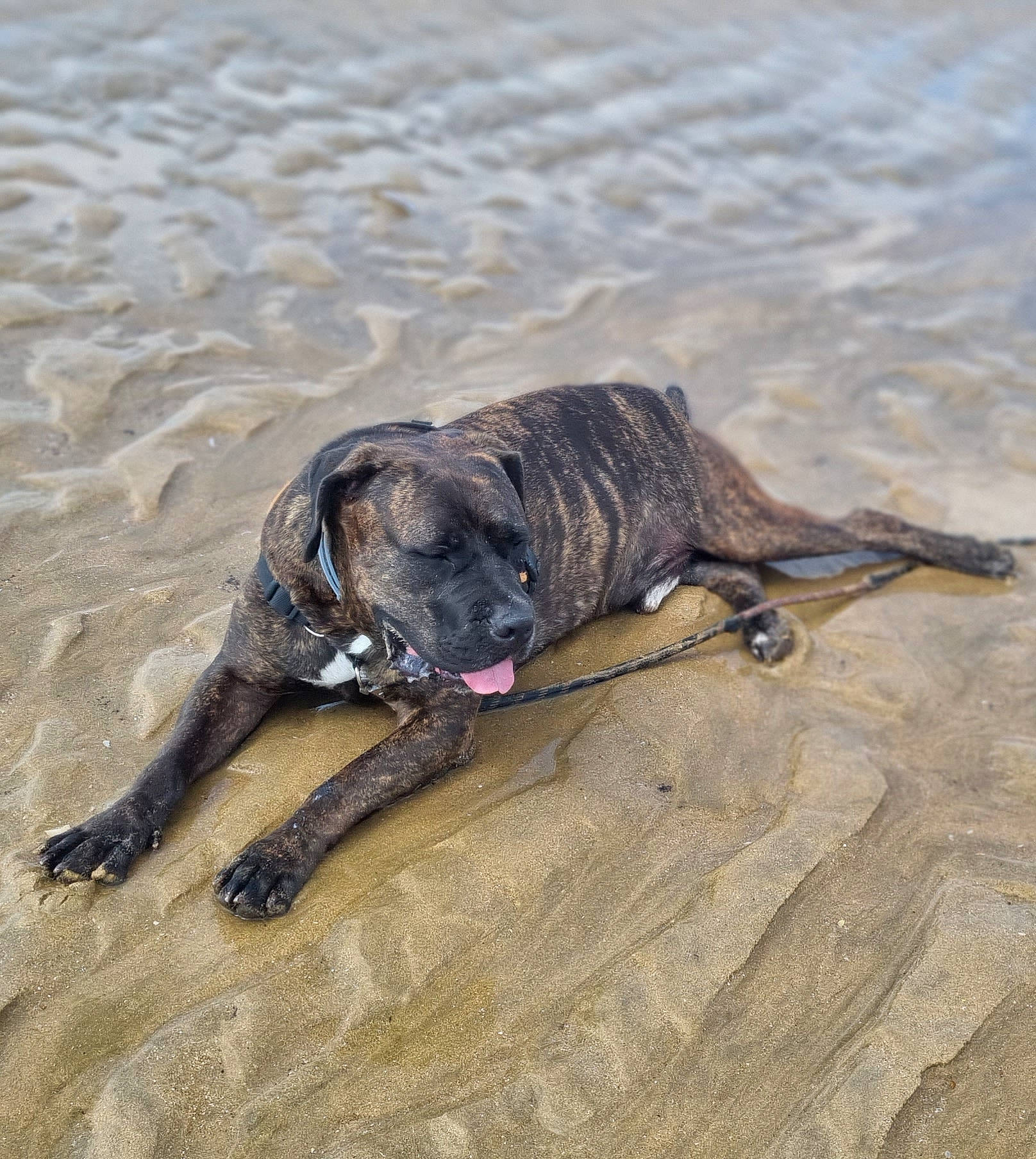 Grogu a rejoint le concours — aidez-le/la à gagner de superbes lots ! beach, canidae, carnivore, dog, dog_breed, fawn, hunting_dog, non_sporting_group, sand, snout, soil, sporting_group, tail, terrestrial_animal, treeing_tennessee_brindle, water, wood, working_animal, working_dog