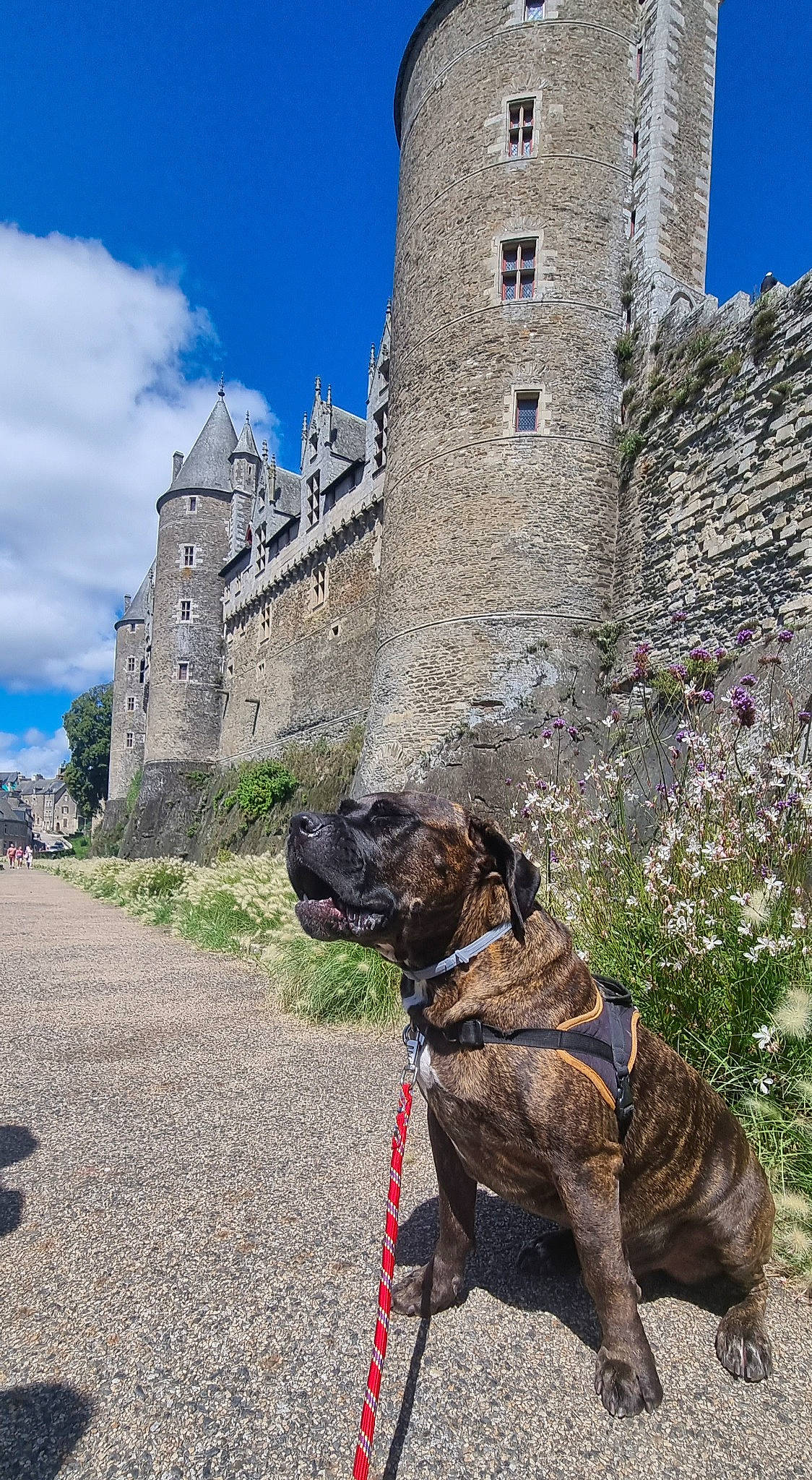Grogu participe au concours pour gagner de l'argent avec cette photo : blue, building, carnivore, castle, cloud, collar, dog, dog_breed, dog_collar, fashion_accessory, fawn, grass, leash, pet_supply, plant, sky, tower, turret, window, working_animal