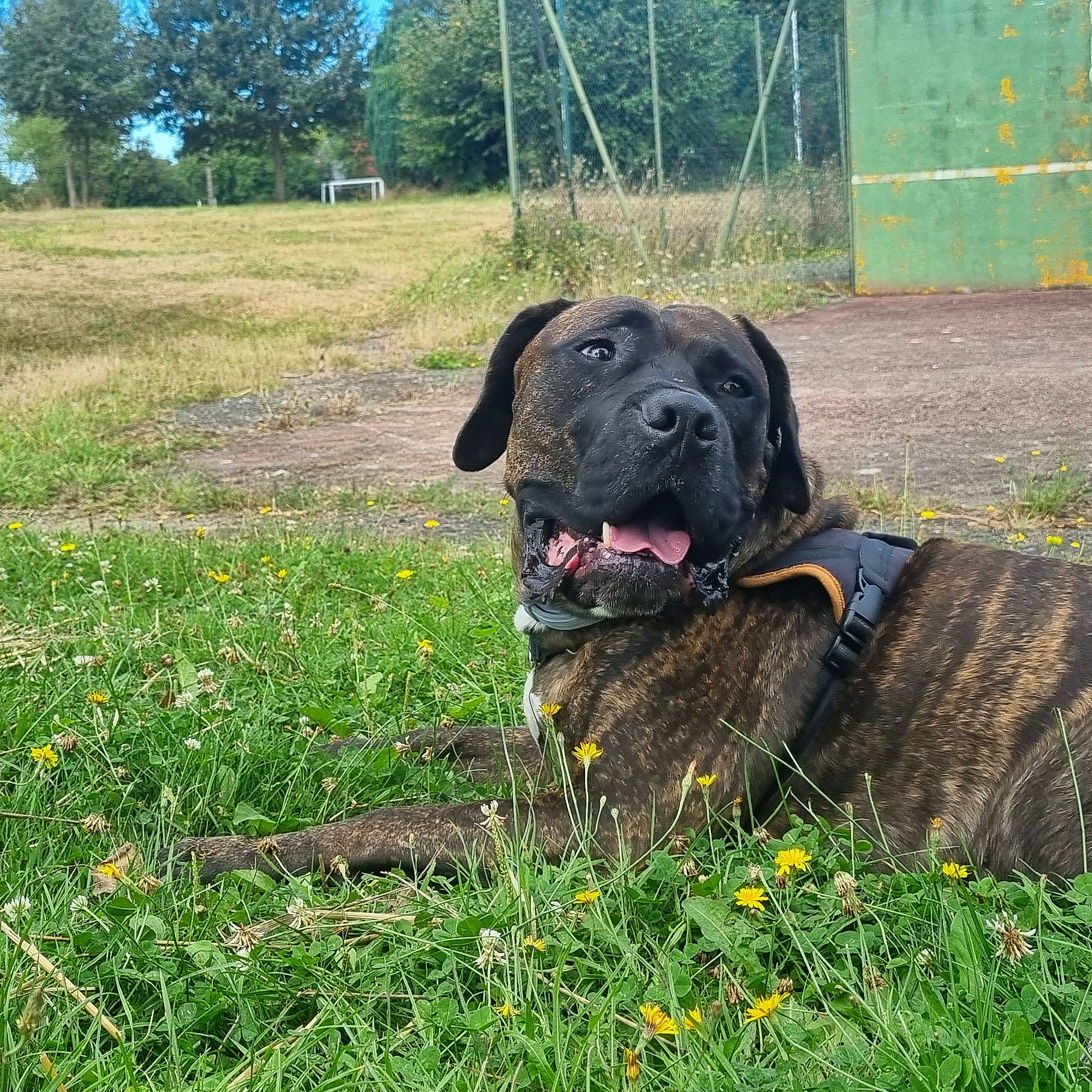 Grogu a rejoint le concours — aidez-le/la à gagner de superbes lots ! canidae, carnivore, collar, companion_dog, dog, dog_breed, dog_collar, fawn, flower, grass, grassland, groundcover, gun_dog, herbaceous_plant, pasture, plant, prairie, sporting_group, tree, working_animal