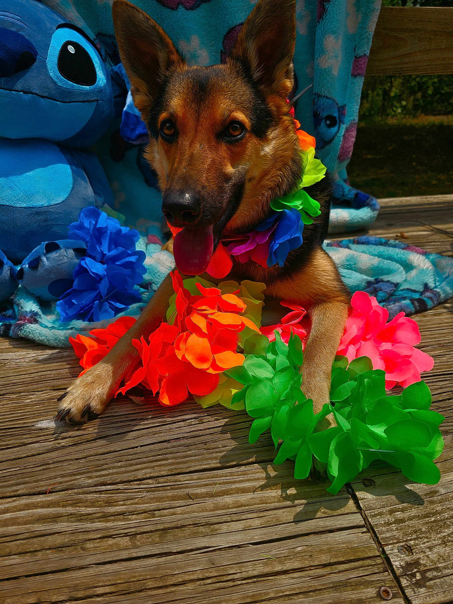 Lilo is registered to the contest to win money with this photo: dog, german_shepherd, flower_lei, plush_toy, stitch, blanket, wooden_deck, tongue_out, pet, colorful, outdoor, sunlight, happy, animal, playful, summer, closeup, resting, ears_up, fur