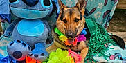 Lilo is registered to the contest to win money with this photo: dog, german_shepherd, plush_toy, stitch, lei, flower_garland, bench, blanket, outdoor, wood, colorful, summer, pet, animal, tongue_out, greenery, cute, festival, decor, relaxing