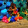 Lilo joined the competition — help win amazing prizes! dog, german_shepherd, plush_toy, stitch, flower_lei, grass_skirt, wooden_deck, blanket, colorful, outdoor, sunny, pet, animal, toy, leisure, relaxing, tropical, festive, summer, happy