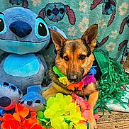 Lilo is registered to the contest to win money with this photo: dog, german_shepherd, plush_toy, stuffed_animal, stitch_character, blanket, floral_lei, green_fringes, wooden_bench, outdoor, festive, colorful, pet, animal, cute, portrait, summer, leisure, decor, relaxed