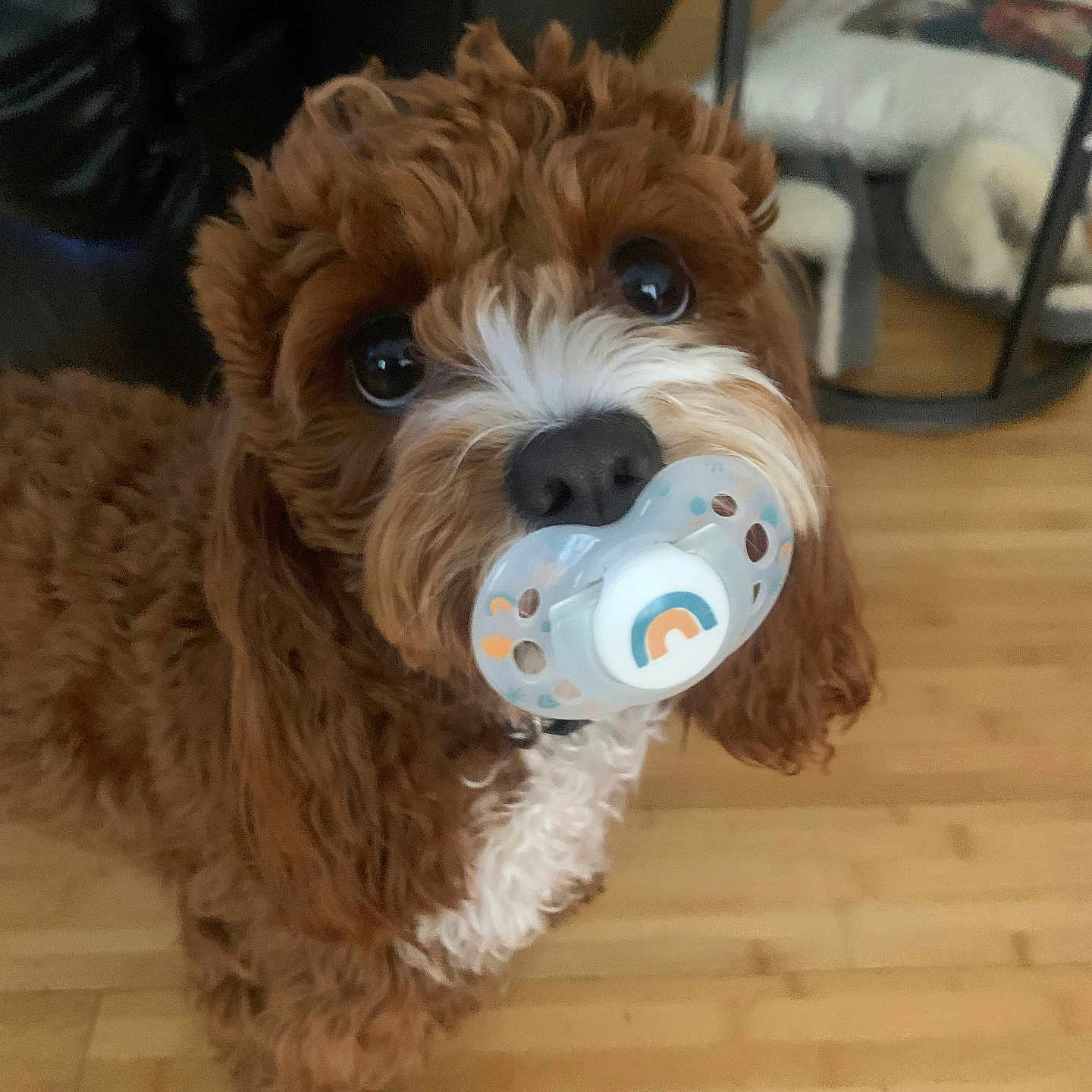 Gypsy joined the competition — help win amazing prizes! animal, canine, chair, cockerspaniel, couch, cup, dog, furniture, hardwood, indoors, interiordesign, pet, plywood, poodle, puppy, snout, terrier, toy, whitedog, wood