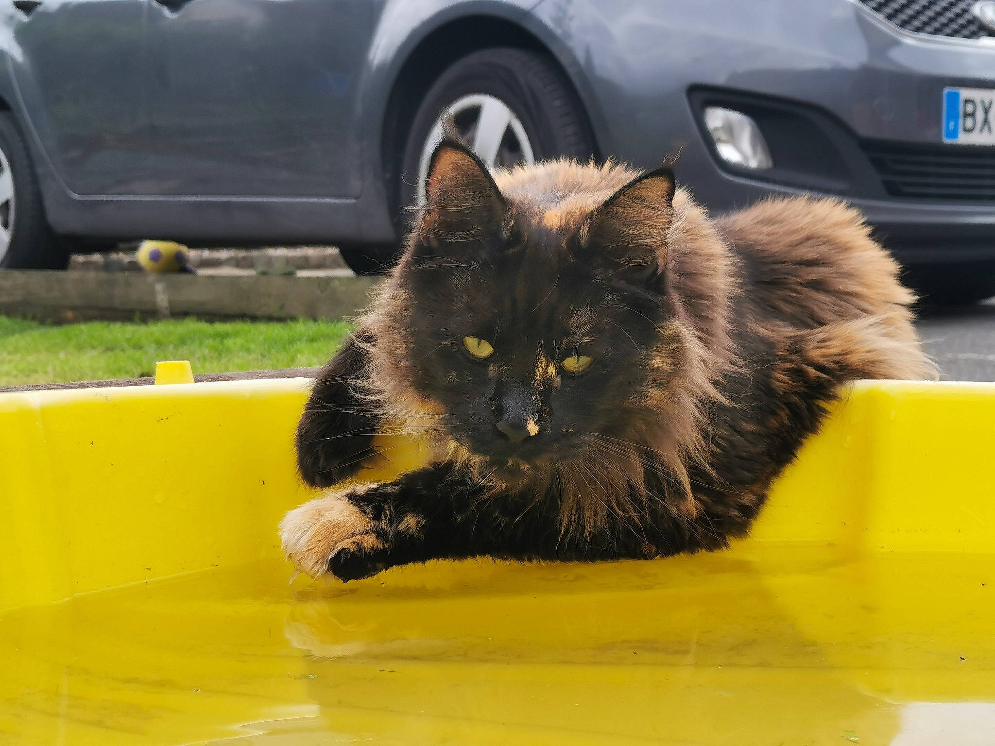 Sally participe au concours pour gagner de l'argent avec cette photo : automotive_design, automotive_exterior, automotive_tire, black, car, carnivore, cat, felidae, fender, motor_vehicle, photograph, road_surface, small_to_medium_sized_cats, tire, vehicle, vehicle_registration_plate, wheel, whiskers, white, yellow