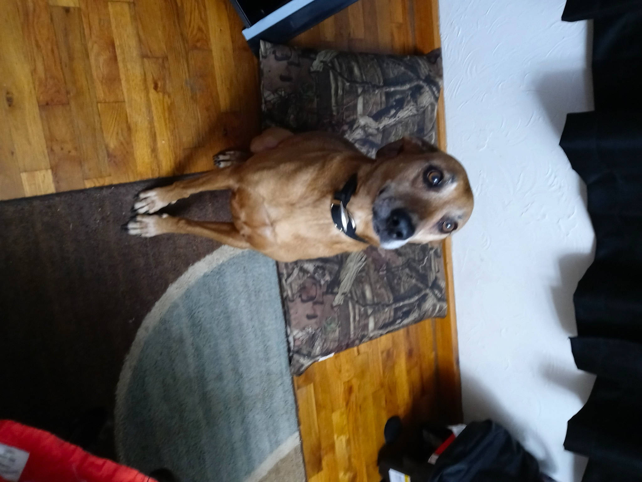 Willis is registered to the contest to win money with this photo: backpack, bag, baggage, canidae, carnivore, companion_dog, dog, dog_breed, fawn, flooring, hardwood, liver, luggage_and_bags, non_sporting_group, room, snout, sporting_group, tail, wood, working_animal