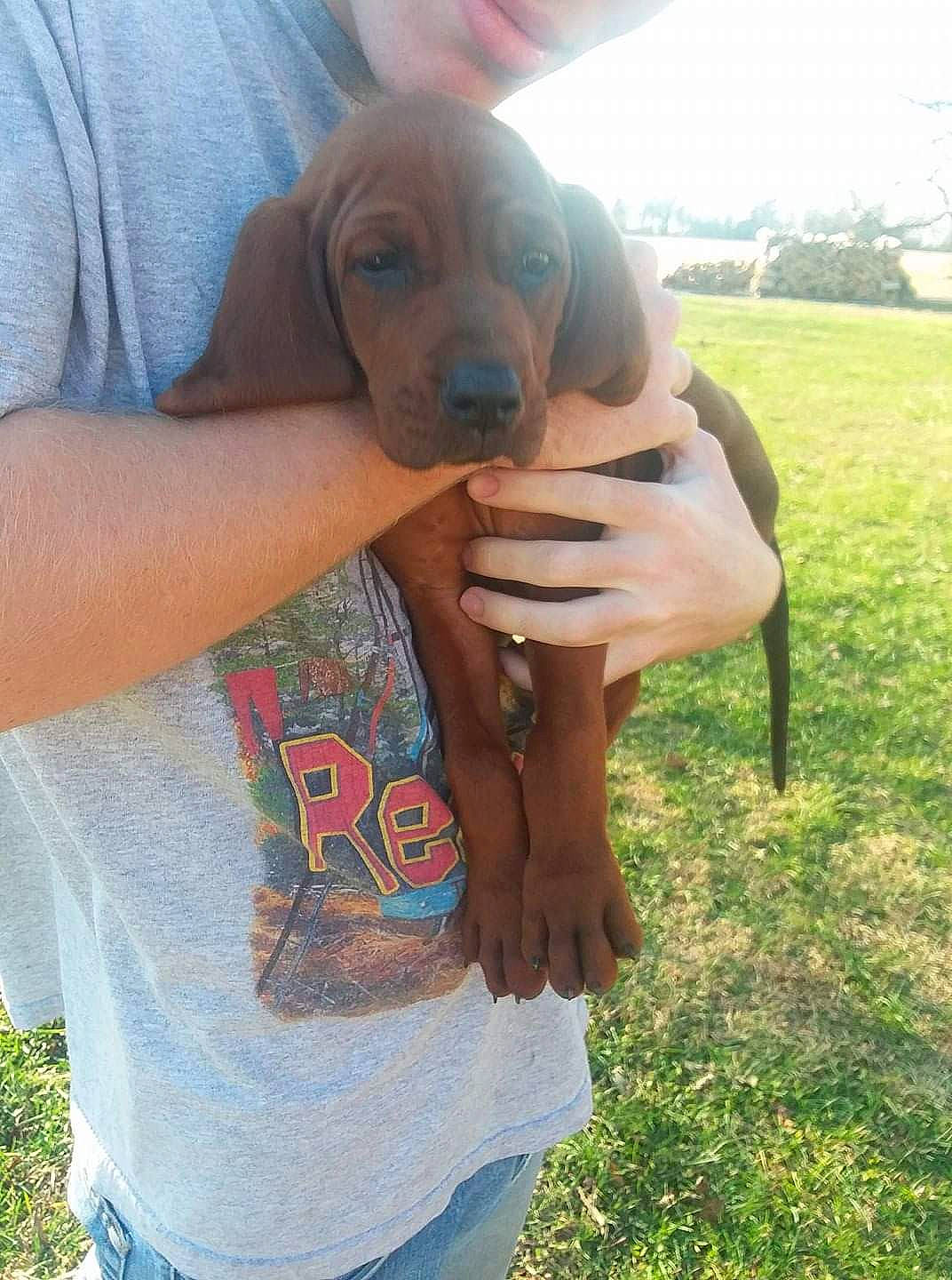 Red joined the competition — help win amazing prizes! canidae, carnivore, companion_dog, dog, dog_breed, elbow, fawn, fun, gesture, grass, hound, hunting_dog, plant, sky, sleeve, sporting_group, t_shirt, tree, vertebrate, working_animal