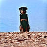 animal, beach, blue_sky, calm, canine, daytime, dog, fur, isolated, landscape, lonely, nature, outdoor, pet, portrait, quiet, sand, silhouette, sitting, sunlight