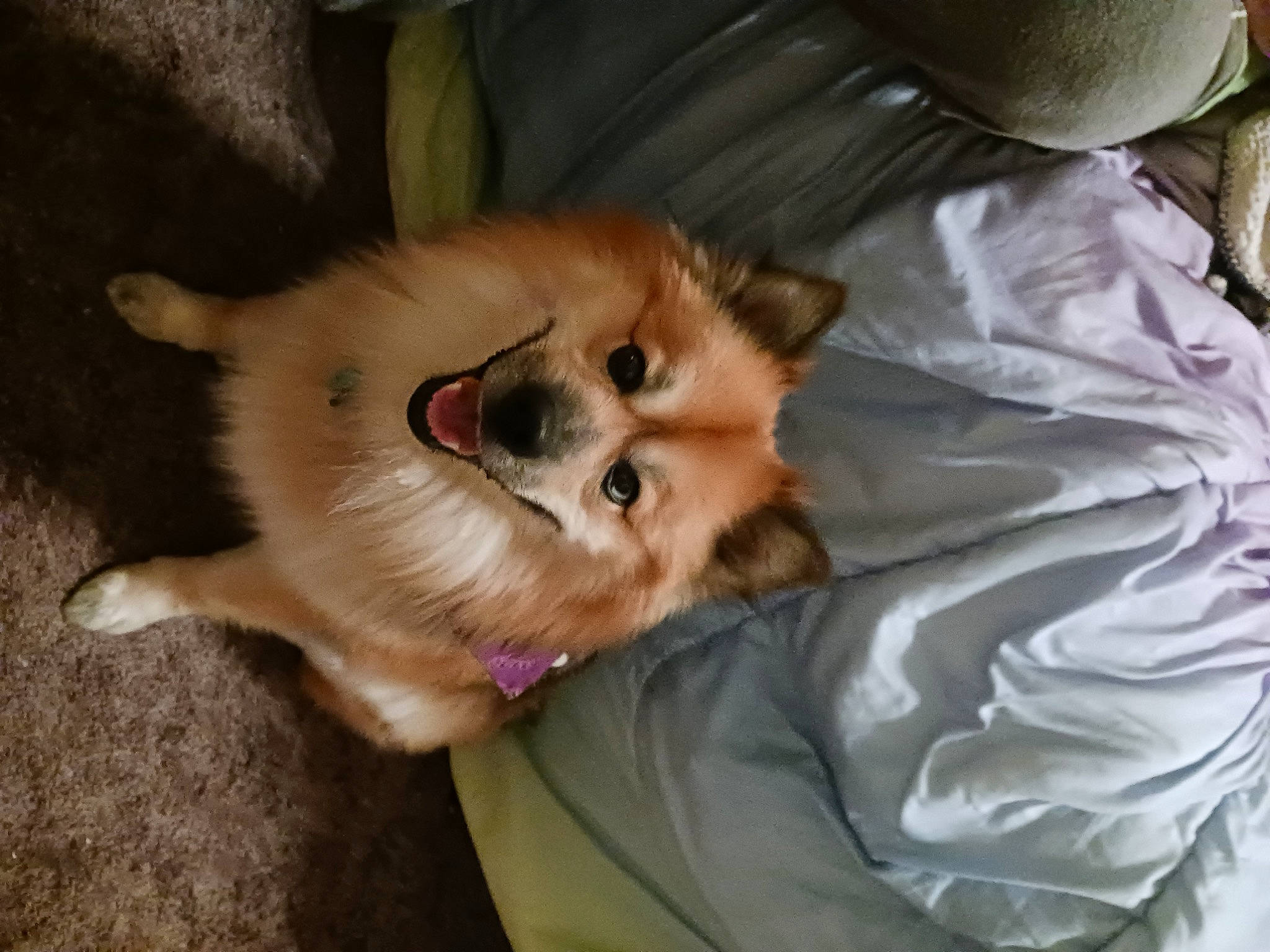 Sarge joined the competition — help win amazing prizes! balinese, canidae, carnivore, comfort, companion_dog, dog, dog_breed, ear, fawn, felidae, fur, german_spitz_mittel, paw, pomeranian, small_to_medium_sized_cats, snout, spitz, sporting_group, tail, whiskers