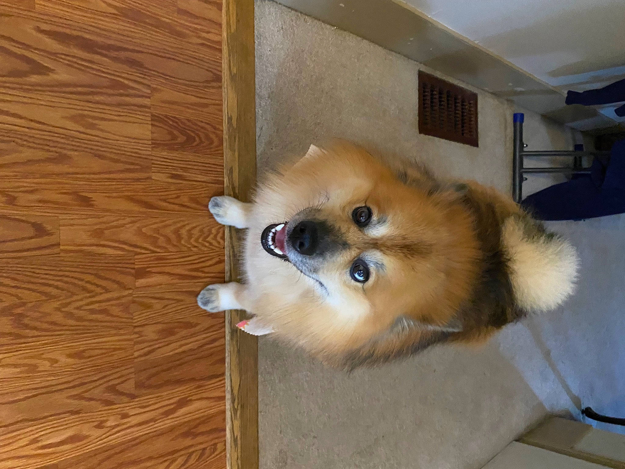 Sarge joined the competition — help win amazing prizes! carnivore, companion_dog, dog, dog_breed, dog_supply, fawn, flooring, fur, german_spitz, german_spitz_klein, german_spitz_mittel, hardwood, snout, spitz, tail, toy_dog, varnish, wood, wood_stain, working_animal