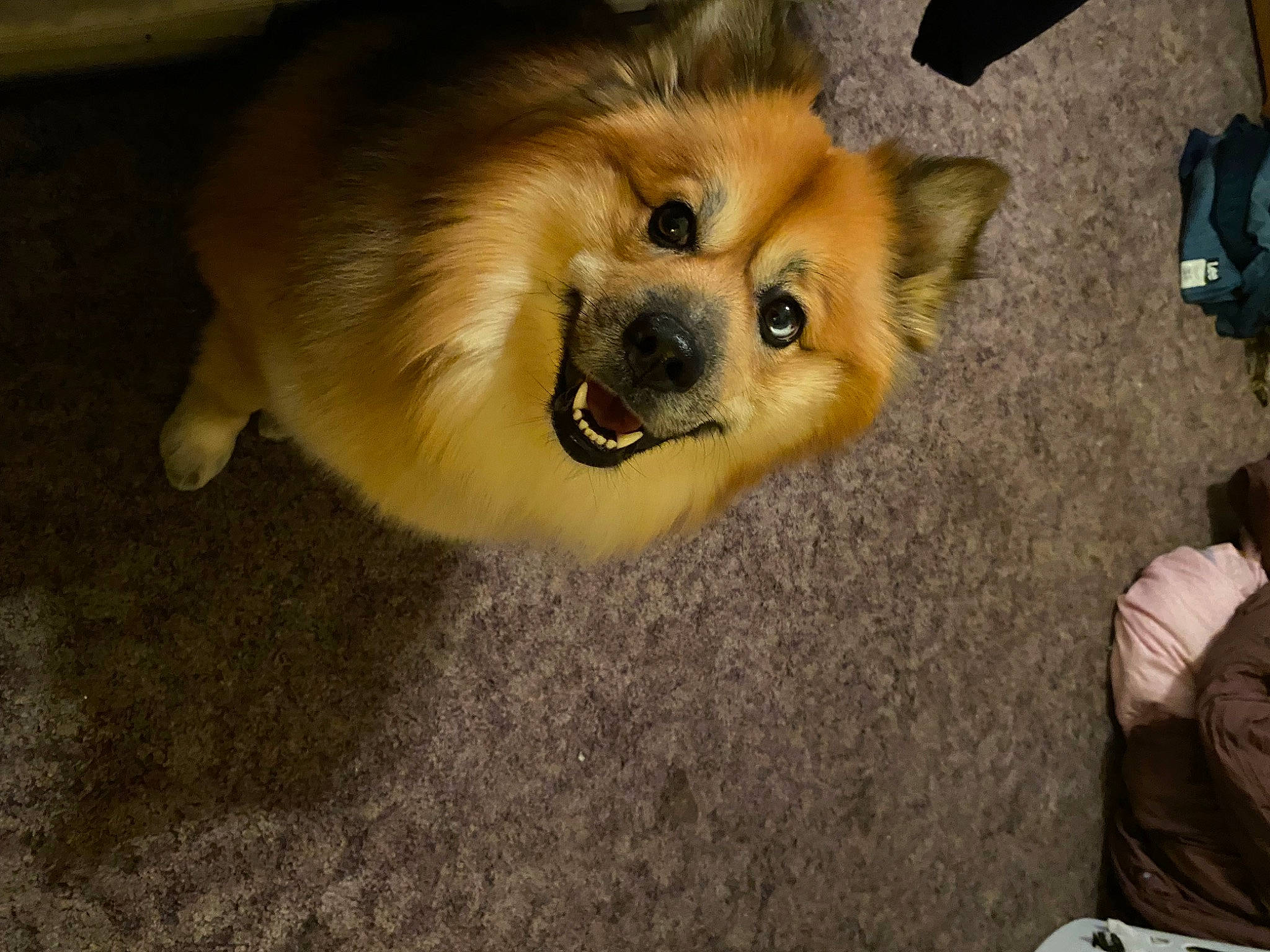 Sarge is registered to the contest to win money with this photo: bag, canidae, carnivore, companion_dog, dog, dog_breed, fawn, fur, german_spitz, german_spitz_klein, german_spitz_mittel, luggage_and_bags, pomeranian, snout, spitz, sporting_group, toy_dog, volpino_italiano, whiskers, working_animal