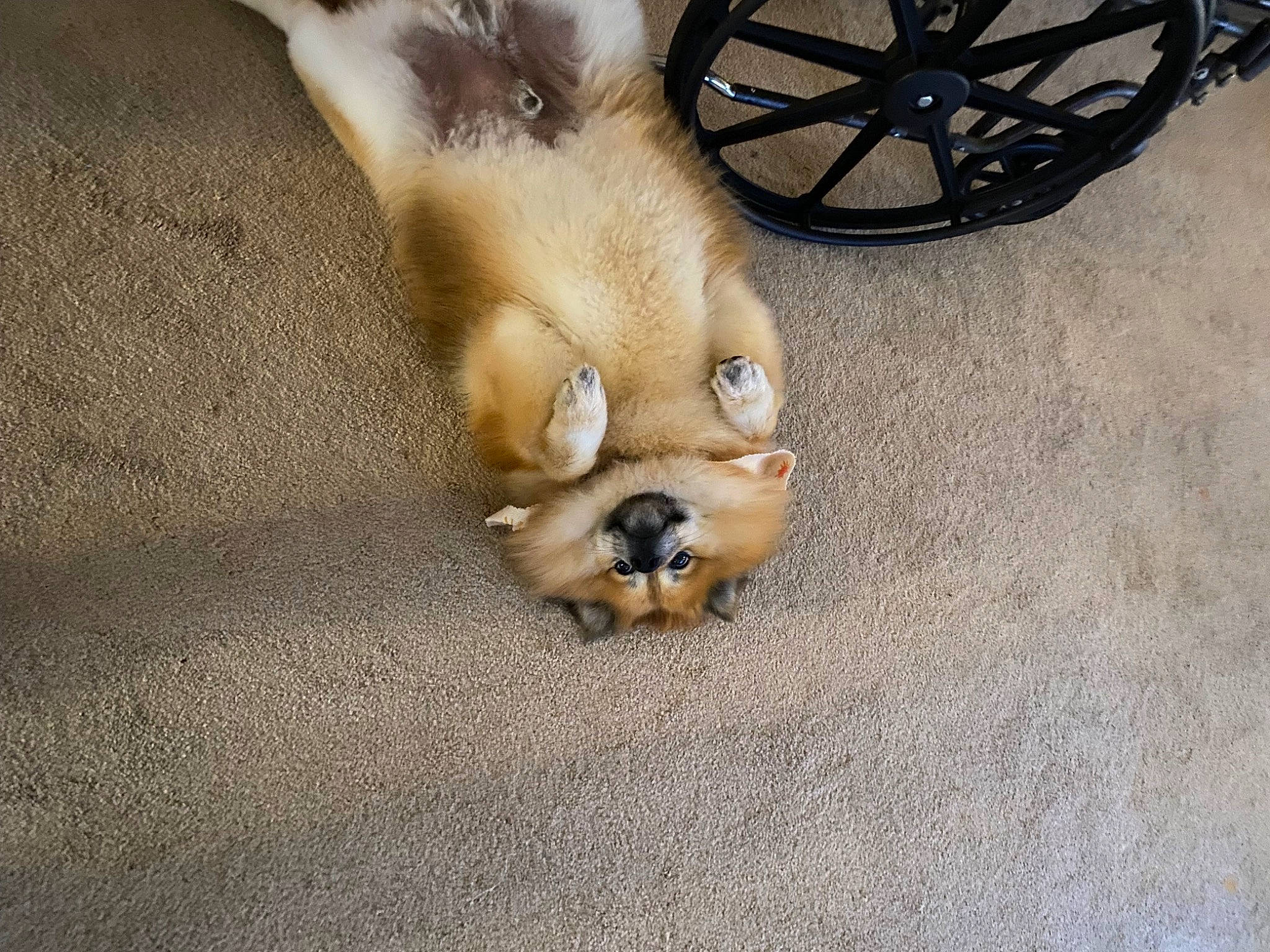 Sarge joined the competition — help win amazing prizes! automotive_tire, bicycle_tire, carnivore, companion_dog, dog_breed, fawn, felidae, flooring, foot, human_leg, nail, paw, small_to_medium_sized_cats, snout, tail, terrestrial_animal, tire, wheel, whiskers, wood