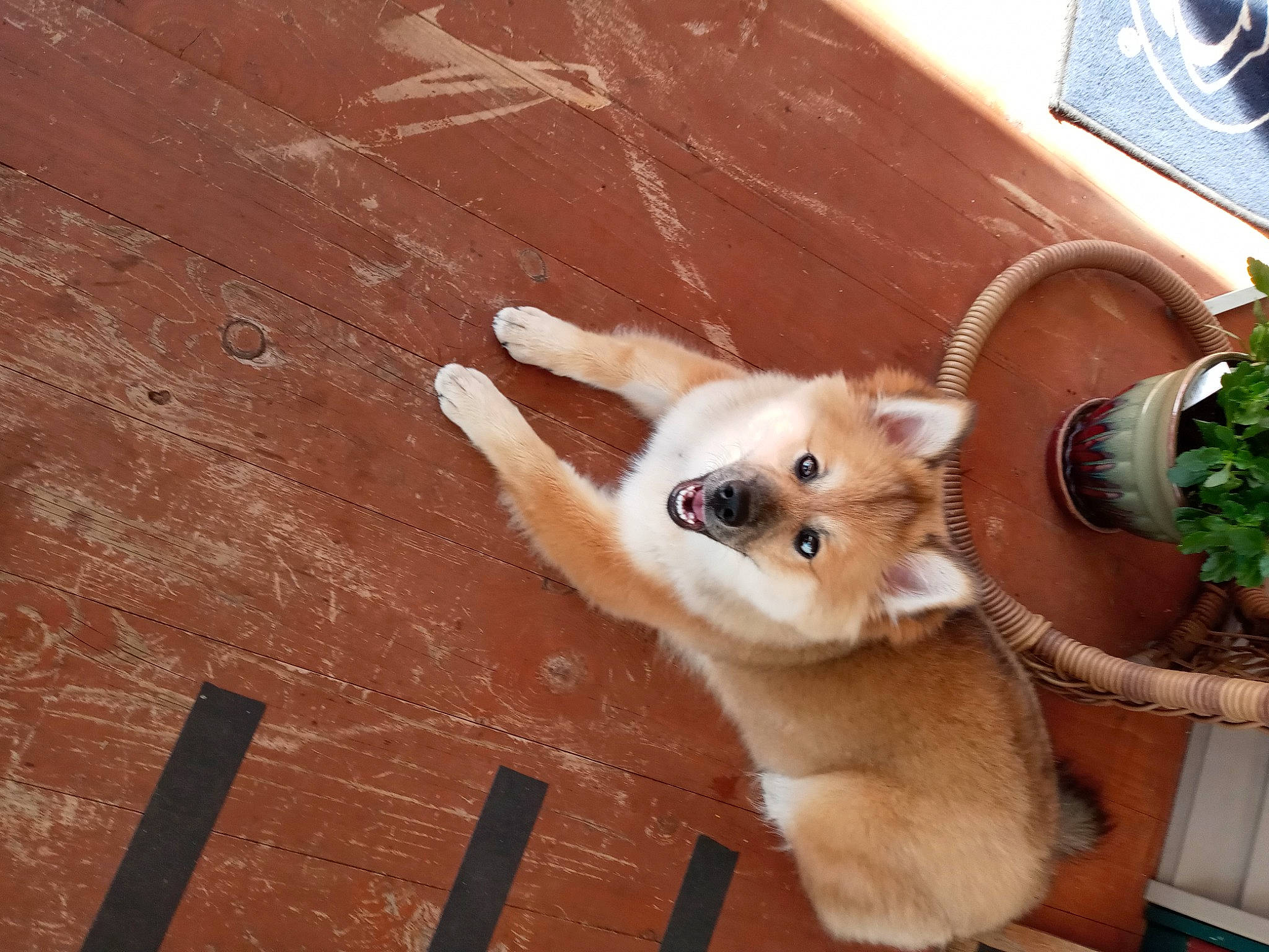 Sarge is registered to the contest to win money with this photo: canidae, carnivore, cat, companion_dog, dog_breed, domestic_short_haired_cat, fawn, felidae, flooring, flowerpot, fur, hardwood, houseplant, paw, plant, small_to_medium_sized_cats, snout, tail, whiskers, wood