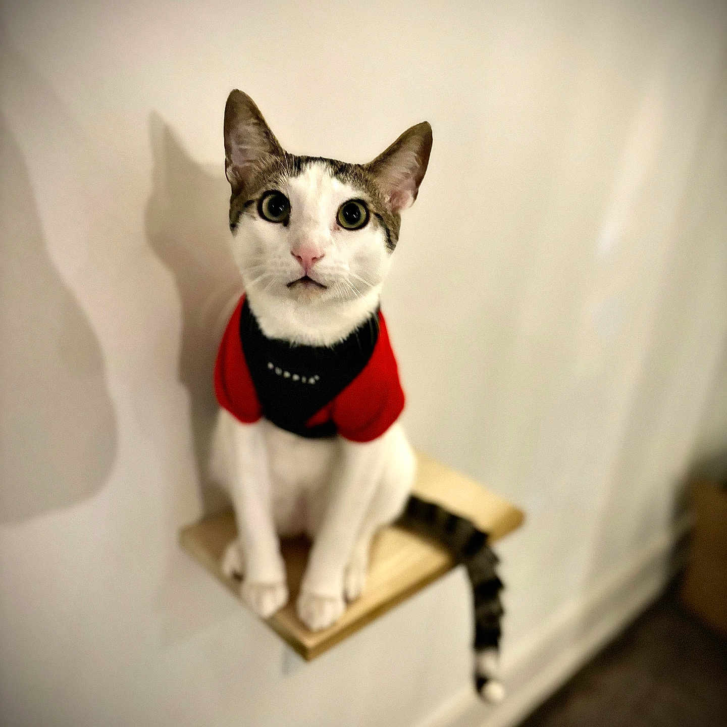 Scooby Doo joined the competition — help win amazing prizes! abyssinian, accessories, animal, cat, clothing, collar, egyptiancat, formalwear, hardwood, kitten, knitwear, leash, manx, pet, plywood, shelf, siamese, strap, tie, wood